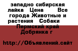 западно сибирская лайка › Цена ­ 0 - Все города Животные и растения » Собаки   . Пермский край,Добрянка г.